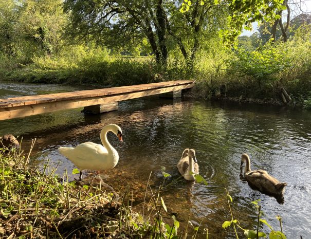 Bridge Swan